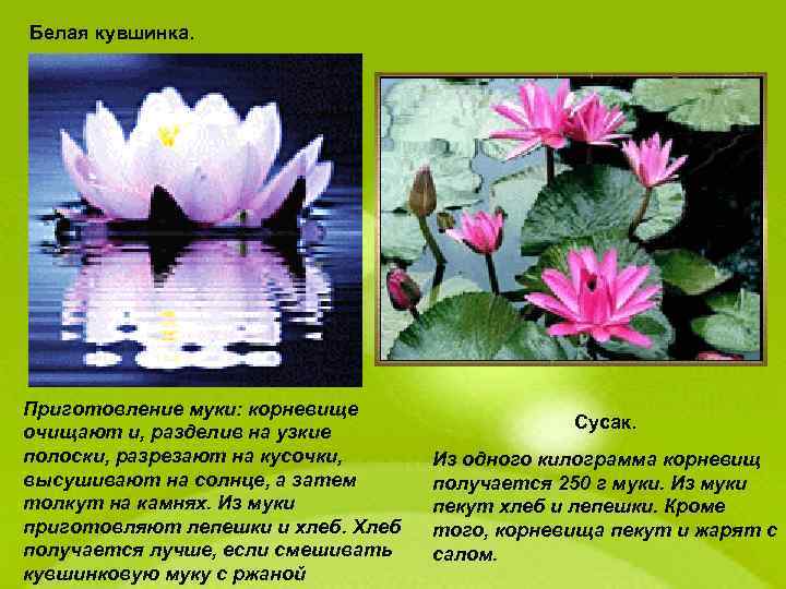 Белая кувшинка. Приготовление муки: корневище очищают и, разделив на узкие полоски, разрезают на кусочки,
