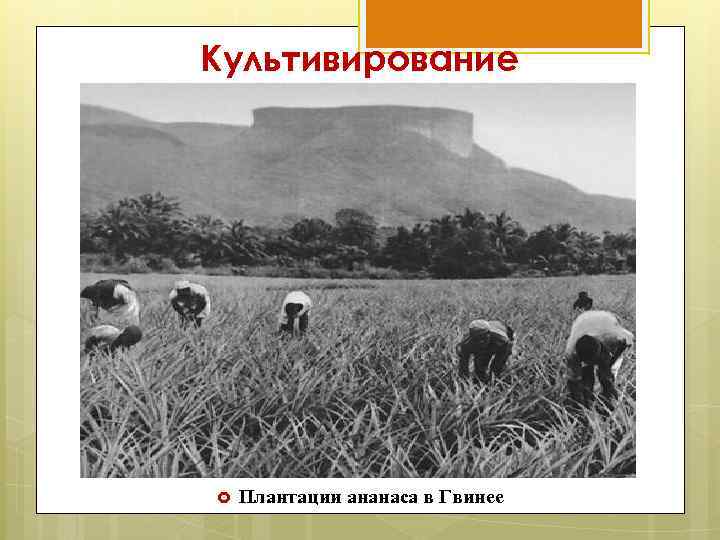 Культивирование Плантации ананаса в Гвинее 