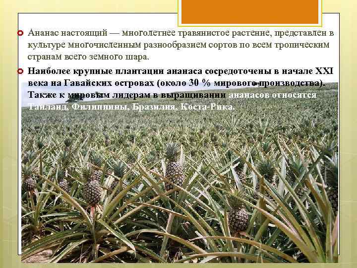  Ананас настоящий — многолетнее травянистое растение, представлен в культуре многочисленным разнообразием сортов по