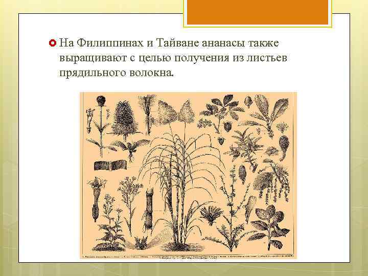  На Филиппинах и Тайване ананасы также выращивают с целью получения из листьев прядильного