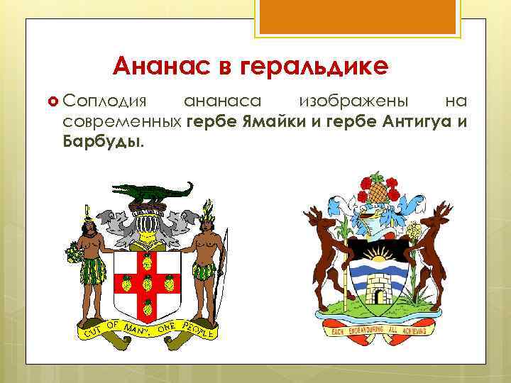 Ананас в геральдике Соплодия ананаса изображены на современных гербе Ямайки и гербе Антигуа и