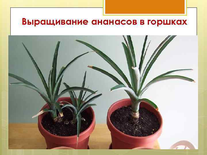 Выращивание ананасов в горшках 