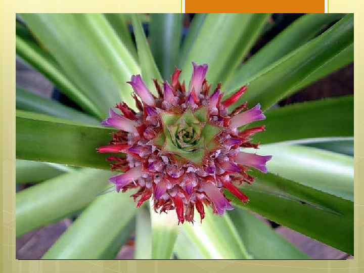 Морфологическое описание Тропическое многолетнее травянистое растение до 60 см высотой, с розеткой длинных, узких,