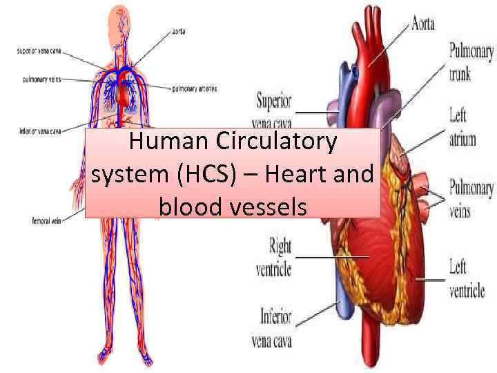 Human Circulatory system (HCS) – Heart and blood vessels 