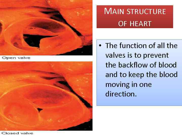MAIN STRUCTURE OF HEART • The function of all the valves is to prevent