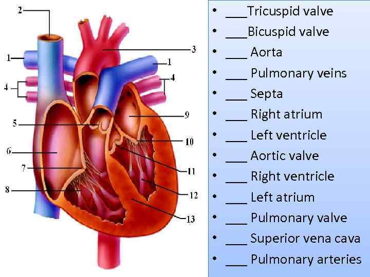  • • • • ___Tricuspid valve ___Bicuspid valve ___ Aorta ___ Pulmonary veins