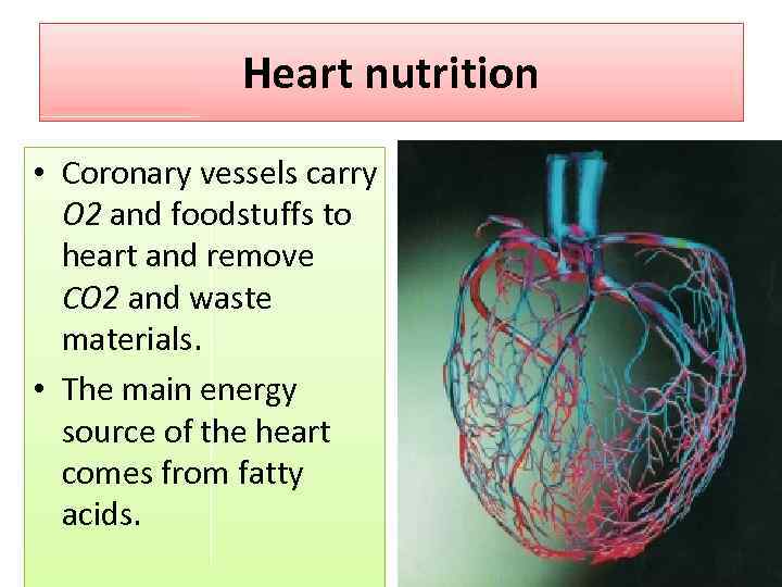 Heart nutrition • Coronary vessels carry O 2 and foodstuffs to heart and remove