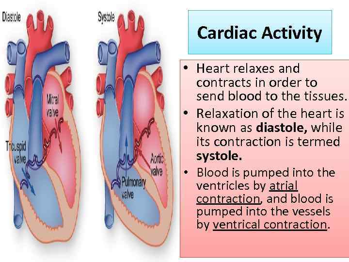 Cardiac Activity • Heart relaxes and contracts in order to send blood to the