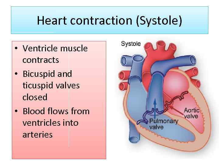 Heart contraction (Systole) • Ventricle muscle contracts • Bicuspid and ticuspid valves closed •