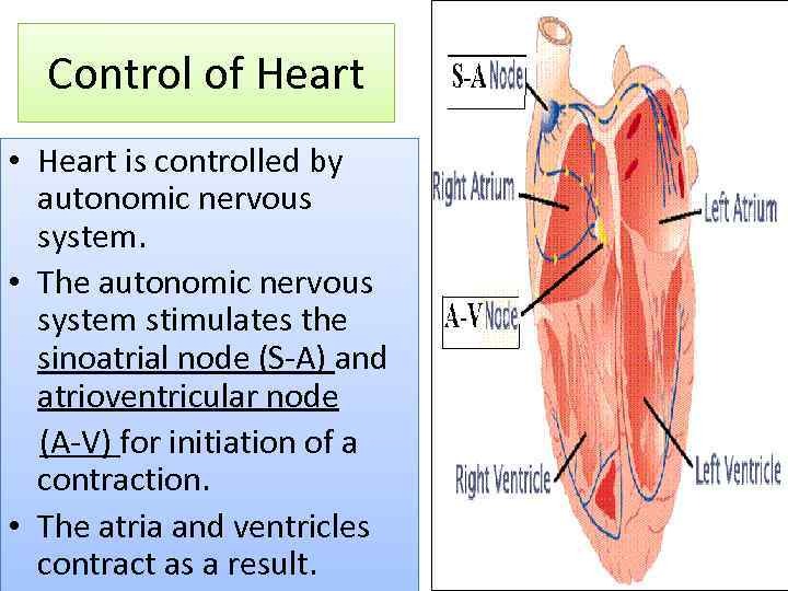 Control of Heart • Heart is controlled by autonomic nervous system. • The autonomic