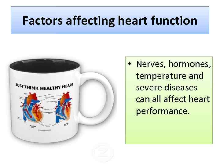 Factors affecting heart function • Nerves, hormones, temperature and severe diseases can all affect