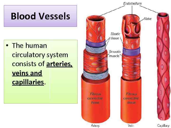 Blood Vessels • The human circulatory system consists of arteries, veins and capillaries. 