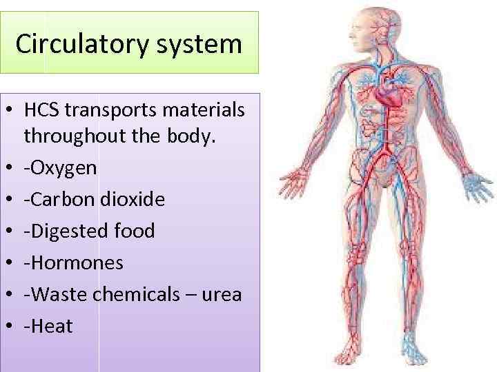 Circulatory system • HCS transports materials throughout the body. • -Oxygen • -Carbon dioxide