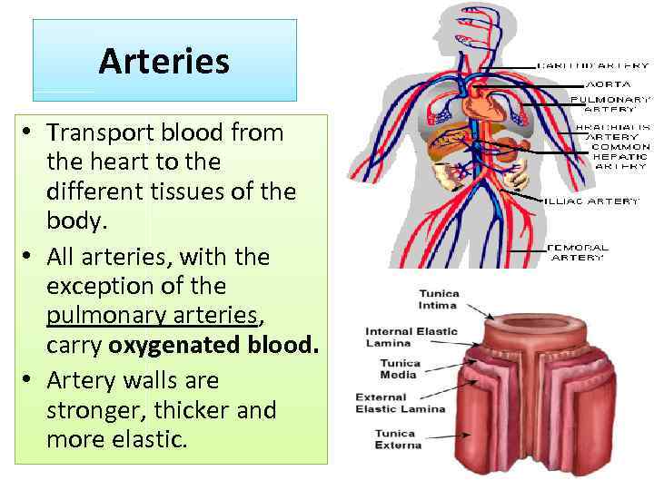 Arteries • Transport blood from the heart to the different tissues of the body.