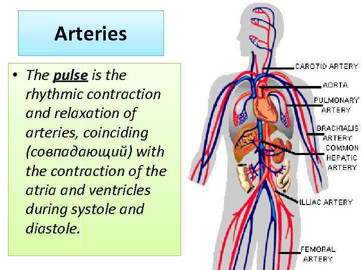 Arteries • The pulse is the rhythmic contraction and relaxation of arteries, coinciding (совпадающий)