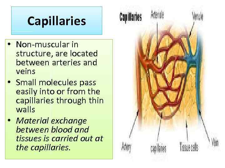 Capillaries • Non-muscular in structure, are located between arteries and veins • Small molecules