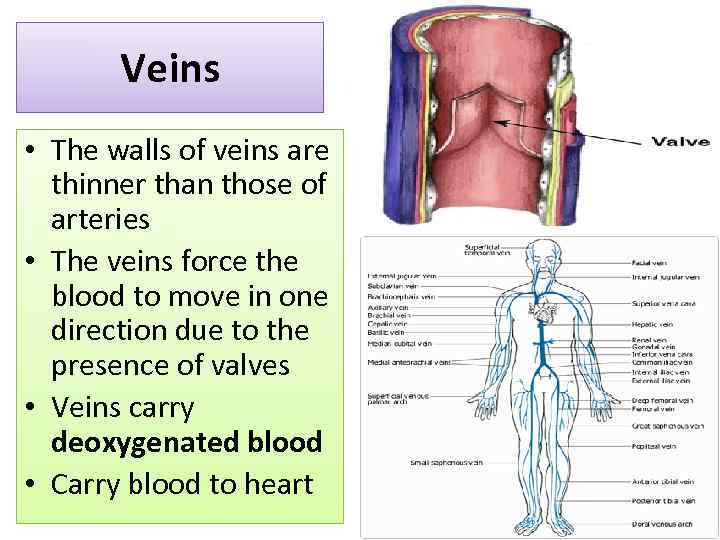 Veins • The walls of veins are thinner than those of arteries • The