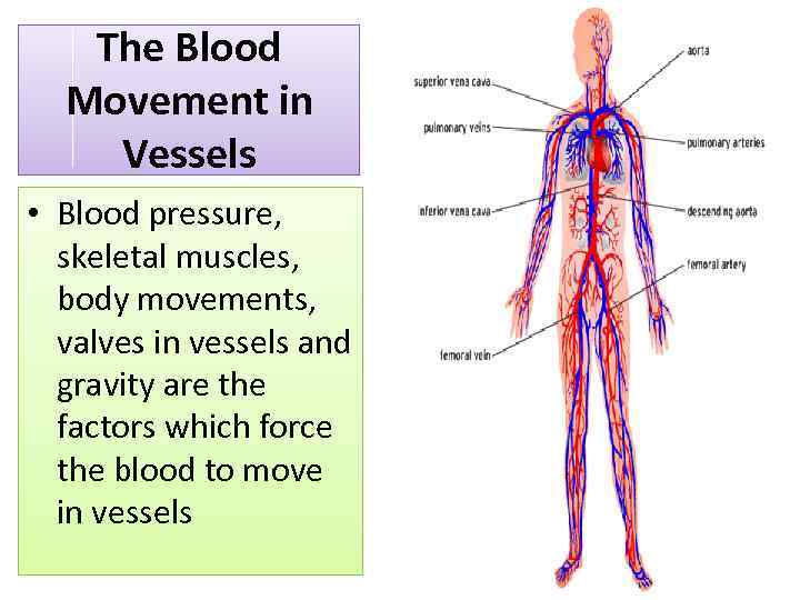 The Blood Movement in Vessels • Blood pressure, skeletal muscles, body movements, valves in