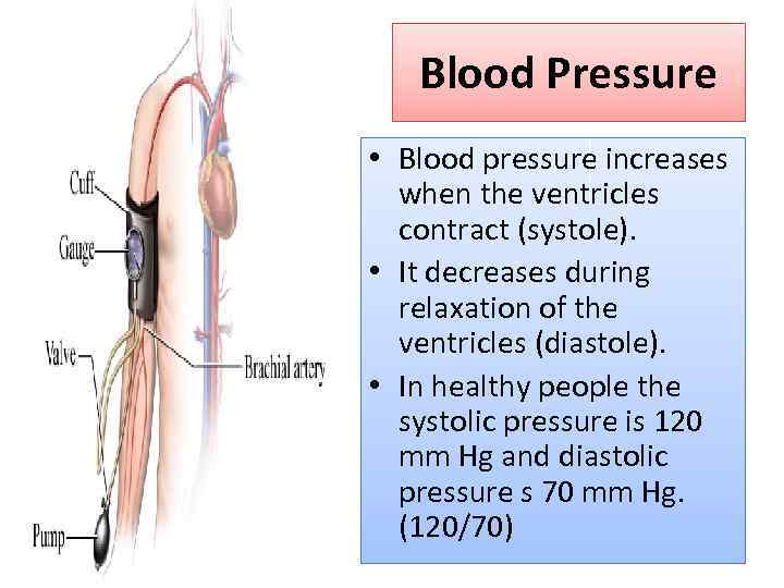 Blood Pressure • Blood pressure increases when the ventricles contract (systole). • It decreases