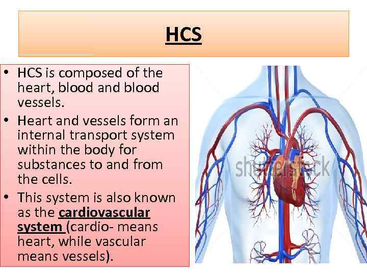 HCS • HCS is composed of the heart, blood and blood vessels. • Heart