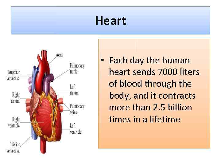 Heart • Each day the human heart sends 7000 liters of blood through the