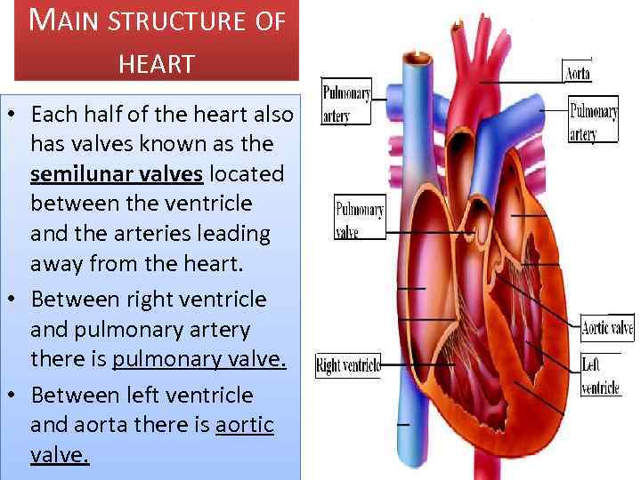 MAIN STRUCTURE OF HEART • Each half of the heart also has valves known