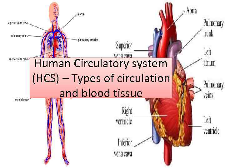 Human Circulatory system (HCS) – Types of circulation and blood tissue 