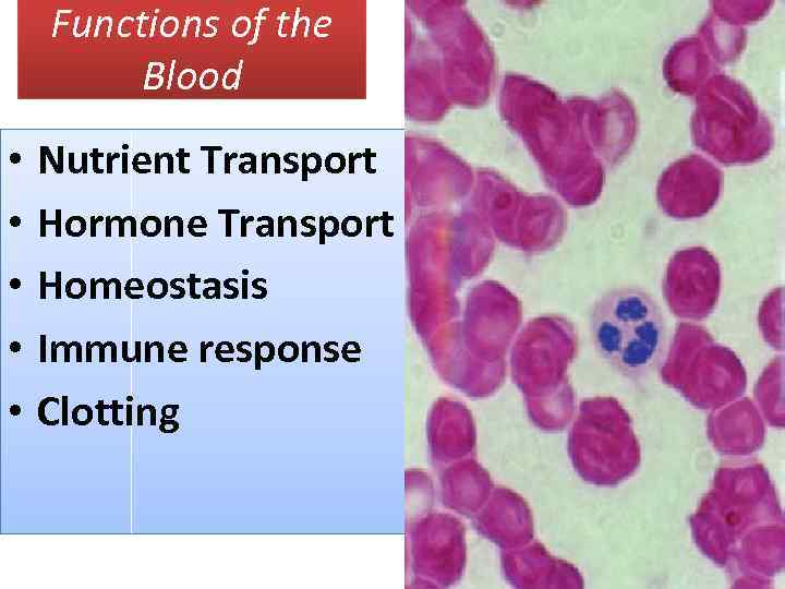 Functions of the Blood • • • Nutrient Transport Hormone Transport Homeostasis Immune response