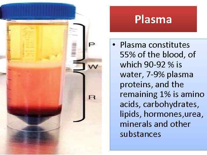Plasma • Plasma constitutes 55% of the blood, of which 90 -92 % is