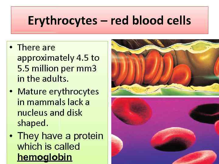 Erythrocytes – red blood cells • There approximately 4. 5 to 5. 5 million