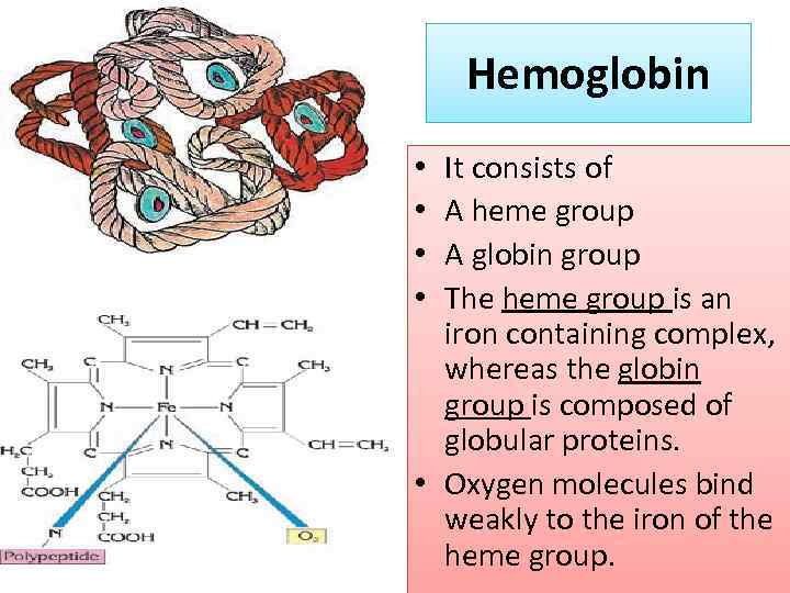 Hemoglobin It consists of A heme group A globin group The heme group is