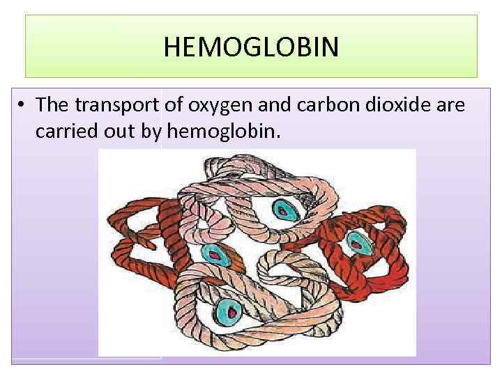 HEMOGLOBIN • The transport of oxygen and carbon dioxide are carried out by hemoglobin.