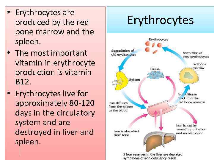  • Erythrocytes are produced by the red bone marrow and the spleen. •