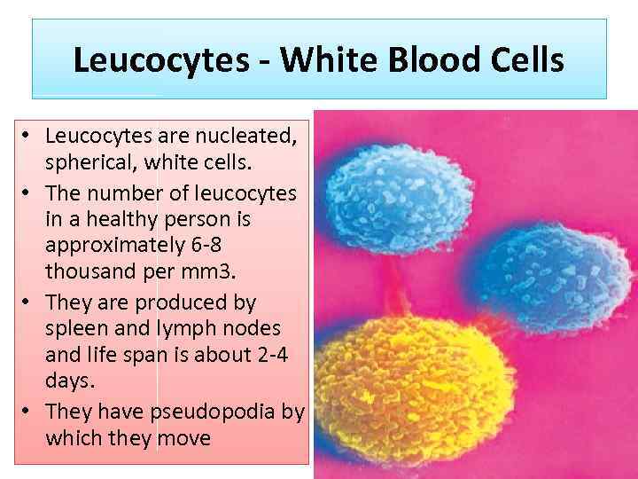 Leucocytes - White Blood Cells • Leucocytes are nucleated, spherical, white cells. • The