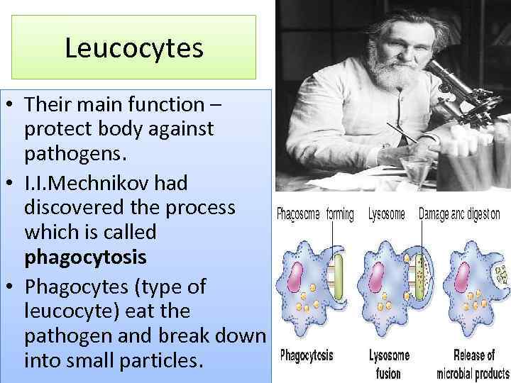 Leucocytes • Their main function – protect body against pathogens. • I. I. Mechnikov