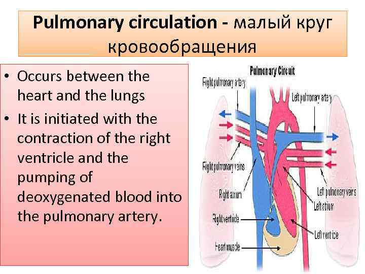 Pulmonary circulation - малый круг кровообращения • Occurs between the heart and the lungs