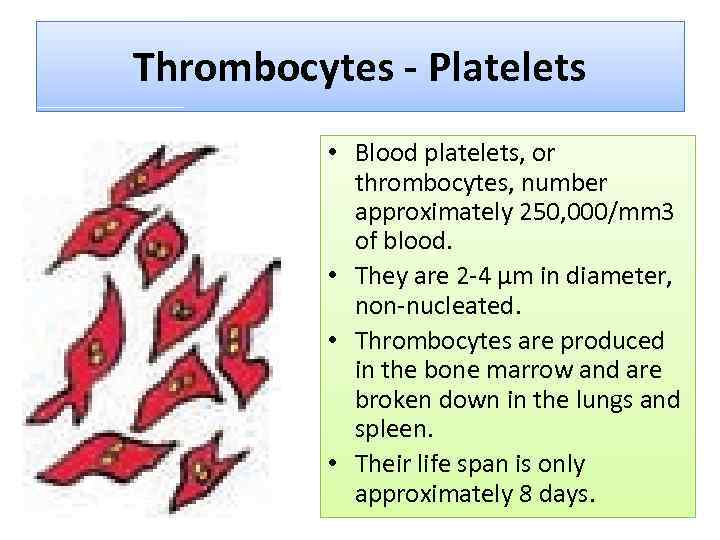 Thrombocytes - Platelets • Blood platelets, or thrombocytes, number approximately 250, 000/mm 3 of