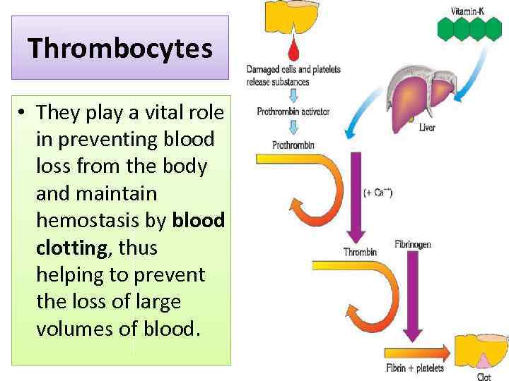 Thrombocytes • They play a vital role in preventing blood loss from the body