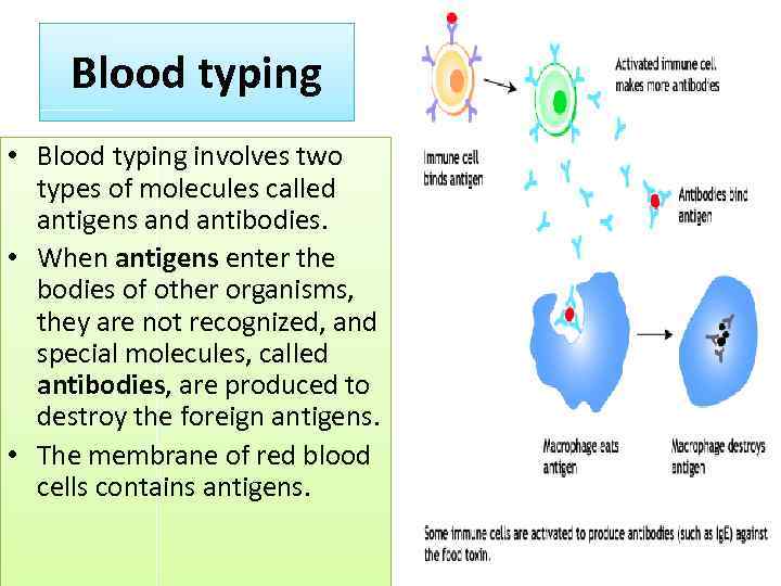 Blood typing • Blood typing involves two types of molecules called antigens and antibodies.