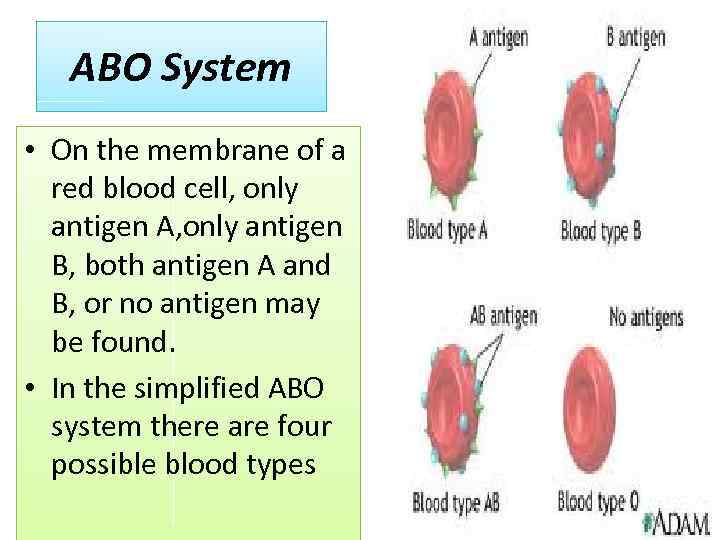 ABO System • On the membrane of a red blood cell, only antigen A,