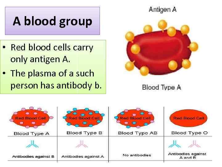 A blood group • Red blood cells carry only antigen A. • The plasma