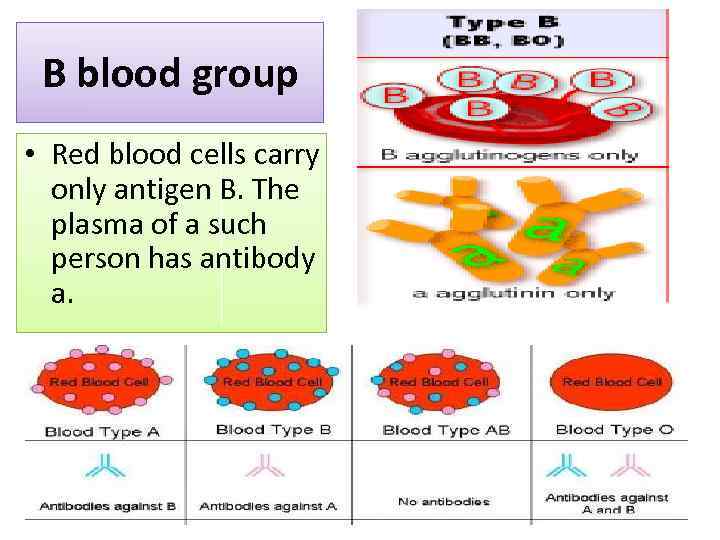 B blood group • Red blood cells carry only antigen B. The plasma of