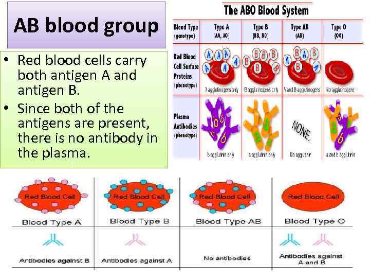AB blood group • Red blood cells carry both antigen A and antigen B.