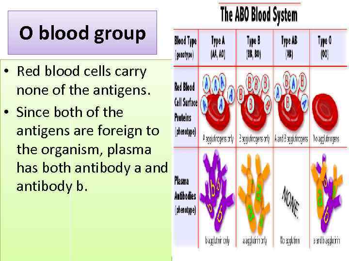 O blood group • Red blood cells carry none of the antigens. • Since