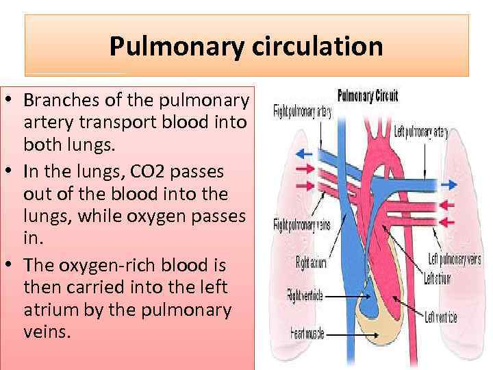 Pulmonary circulation • Branches of the pulmonary artery transport blood into both lungs. •