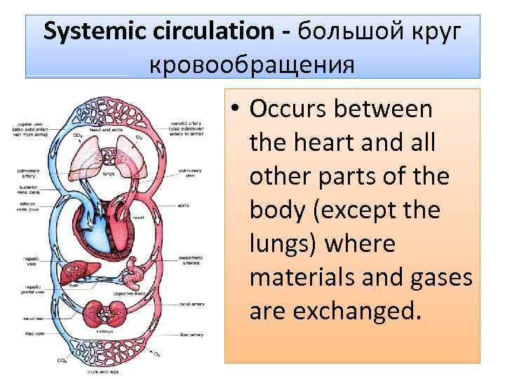Systemic circulation - большой круг кровообращения • Occurs between the heart and all other
