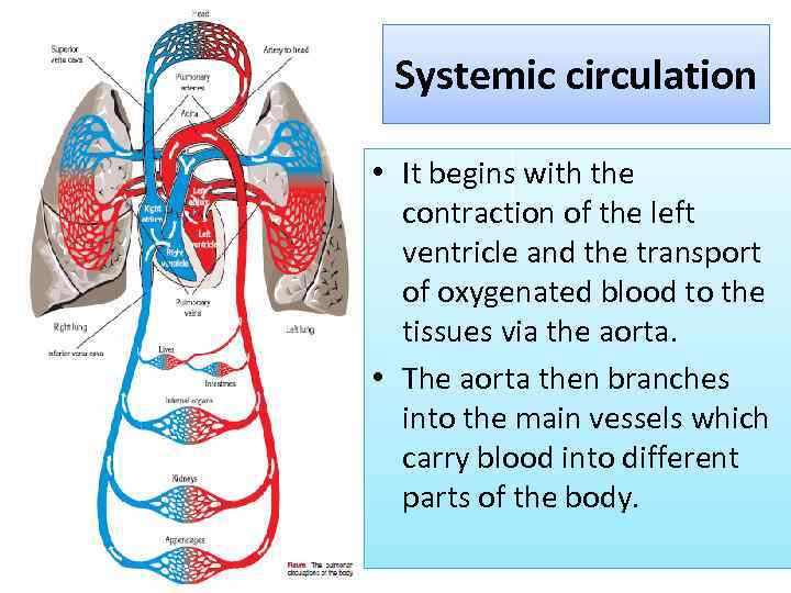 Systemic circulation • It begins with the contraction of the left ventricle and the