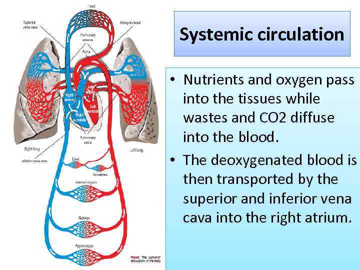 Systemic circulation • Nutrients and oxygen pass into the tissues while wastes and CO