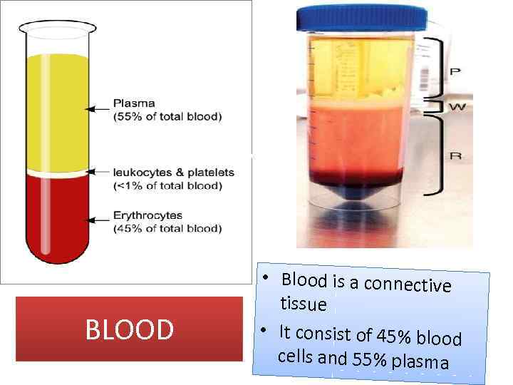 BLOOD • Blood is a connective tissue • It consist of 45% blood cells