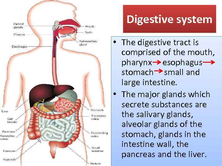 Digestive system • The digestive tract is comprised of the mouth, pharynx esophagus stomach